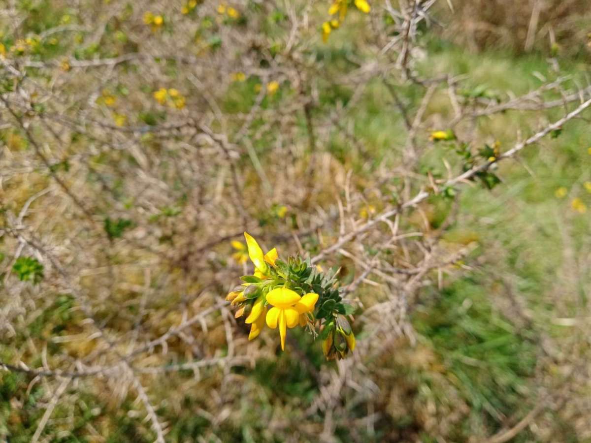 A close up shot of an individual flower of the endangered plant Petty Whin